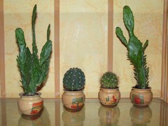 pots pour cactus