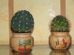 pots pour cactus