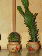 pots pour cactus