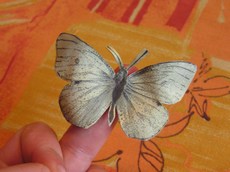 papillon