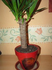 pot yucca